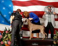 Weimaraner #16 Sat BOB James Moore Cindy Judge Donna R OConnell