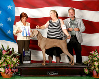 Weimaraner #18 Sat Maj WB James Moore Cindy Judge Donna R OConnell