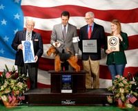Welsh Terrier #6 Sat G1 Anspach Judith and Mary duafala and Pam Allen Agetn Leonard Garcini Judge Dr Gerard C Penta