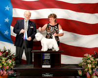 West Highland White Terrier #6 Sat WB Spivey Craig and Diana Judge Dr Gerard C Penta