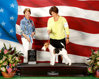 Wire Fox Terrier #6 Sat BOW Rogers Kevin and Ann Judge Sue Goldberg