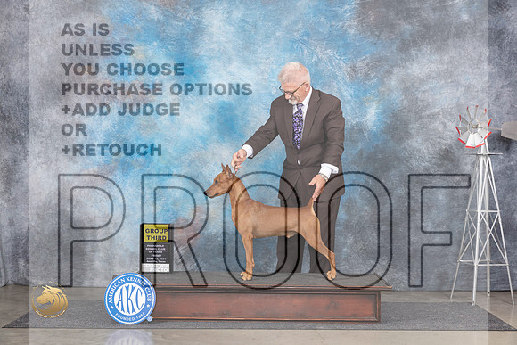 German Pinscher #7 Fri G3 Judge Pat Trotter__JP_5420_Amarillo_2024_HR3