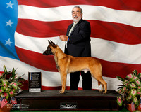 Belgian Malinoi #7 Sat NC Maj BOW Rodriguez Robert RESHOOT