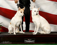 Canaan Dog #10 and #12 Sun Custom Odonnell Rebecca