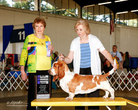 Basset Hound #12 Sun NC WB Collier Kay and Joan Urban Judge Laurie Telfair