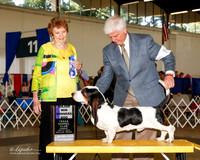Basset Hound #7 Sun Maj WD Dee Hagy D and Sandi Roush Judge Laurie Telfair