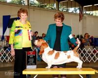 Basset Hound #8 Sun BOS Cook Margery Judge Laurie Telfair