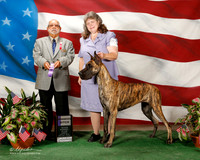 Great Dane #36 Sun WB Kerr Julia Chris Kerr Judge Vincent P Chianese