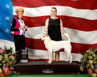 Canaan Dog #12 Sun WB ODonnell Rebecca Judge June A Penta