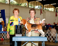 Beagle 15in #11 Sun BOW Chaffin Ann Harris and Dean Chaffin and Mari Jones Judge Laurie Telfair