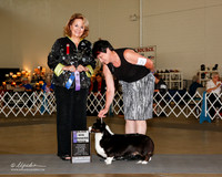 Cardigan Welsh Corgi #12 Sun Maj WB Phillips Lisa Judge Janet Turnage Nahikian