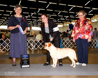 Labrador Retriever #42 Sun BOW Yates Susan L Judge Francine W Schwartz