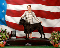 Cane Corso #8 Sun NC Tina Frey
