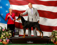 Doberman Pinscher #7 Sun Maj WD Nickel Thonda A Norman B Kenney and M Kramer Judge Theresa L Hundt