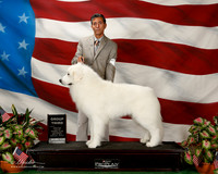 Great Pyrenees #6 Sun G3 Salas Franciso RESHOOT