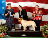 Labrador Retriever #42 sun BOW WB Yates Susan Judge Delores Burkholder