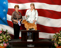 Norfolk Terrier #7 Sun Maj NC Dennis Katrina Judge Sue Goldberg