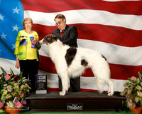 Borzoi #7 Sun Maj WD Judge Laurie Telfair