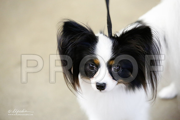 _JJ_2019-DallasJul2015-HR3