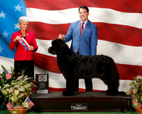Newfoundland #14 Sun Maj BOS Steffen Sylvia Judge Theresa L Hundt
