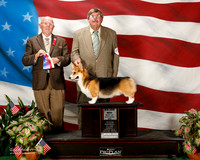 Pembroke Welsh Corgi #19 Sun BOS Arrington Deborah and Wilford and Cheryl Luce Judge Bruce E Voran