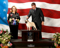Pug #18 Sun NC Maj WB Slaggie Penny and Jane Ann Boatman Agent Paul Catterson Judge Janet Turnage Nahikian