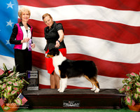 Australian Shepherd #14 Sun WB Durant Patricia adn Maggie Pryor agent Maggie Pryor Judge June A Penta