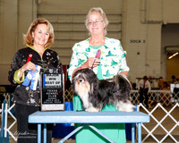 Havanese #17 Sun Maj BOW Sears Glenda R Judge Janet Turnage Nahikian