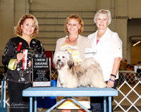 Havanese #6 Sun NGC Formolo Leslie and Deb McHugh Judge Janet Turnage Nahikian