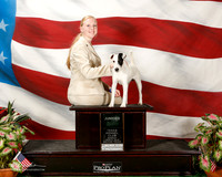 Parson Russell Terrier #??? Sun Jr
