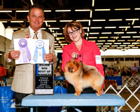 Pomeranian #31 Sun Maj BOW Moynihan tammy Judge George Milutinovich