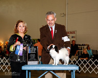 Japanese Chin #18 Sun Maj NC BOW Toney Scott and susan Link Judge Janet Turnage Nahikian