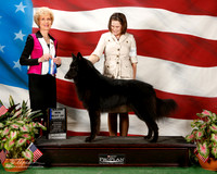 Belgian Sheepdog #17 Sun Maj BOW Sanders Elton and Nancy Judge June A Penta