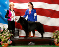 Belgian Sheepdog #7 Sun NGC Maj Sutton Nicola and Andrew Hudson and Kathy y DVM Judge june A Penta