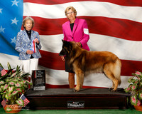 Belgian Tervuren #15 Sun NC Maj White Pamela Judge Francine W Schwartz