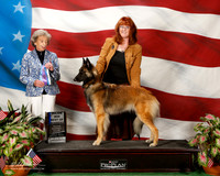 Belgian Tervuren #6 Sun Maj BOW J Scott and Susan Wilson J L Newsome
