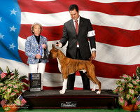 Boxer #5 Sun BOW Snyder Denise and Medley Small Judge Francine W Schwartz