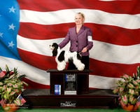 Cocker Spaniel Parti #14 Sun Maj BOW WB Christian Julie Irvin
