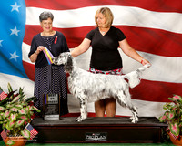 English Setter #7 Sun BOB Griffin Brian and Allison Jarret and Lori Whorff Judge Delores Burkholder