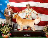 Golden Retriever #21 Sun NC Williams Dr Tim and Lynda Agent Rebecca Gear Judge Debra L Thornton