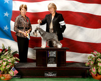 Miniature Schnauzer #7 Sun BOB Lelle Sonny and Richard Judge Sue Goldberg