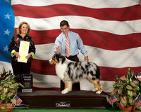 Australian Shepherd #5 G3 Blanco stephen and Jasmine Hanigan and J and S miller Agent Clint Livingston Judge Janet Turnage Nahikian