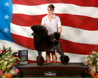 Poodle Standard #36 Sun WB Campbell Linda and Suzanna Loblaw Agent Sarah J Perchick
