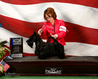Scottish Terrier #7 Sun Maj BOW Blacklock Cathy J and L A Sanchez and Pat Bolen
