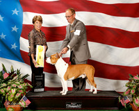 American Staffordshire Terrier #9 Sun Heath Evelyn Agent Christian P Berg Judge Sue Goldberg