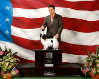 Papillon #32 Fri Maj BOW BOS Donna Calvert D Keith Macaluso Agent Brian Livingston