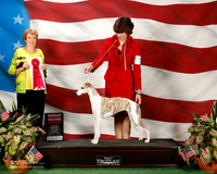 Whippet #18 Sun G2 Kuper Kerrie and N Barthelette and K Mlynar Judge Laurie Telfair