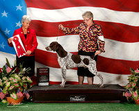 German Shorthaired Pointer #15 Sun G2 swensson Carlene and M R Lara DVM Judge Theresa Hundt