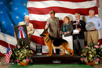 German Shepherd Dog #24 Sun BIS Mcelheney D Stern and P Buckles and P Dukeman and P K Boyles Agent Kent Boyles Judge Gerard Penta