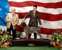 Wirehaired Pointing Griffon #6 Sun BOB Troy Gino and Kristi and Kristi Rogney Agent Brian Livingston Jduge Gerard Penta